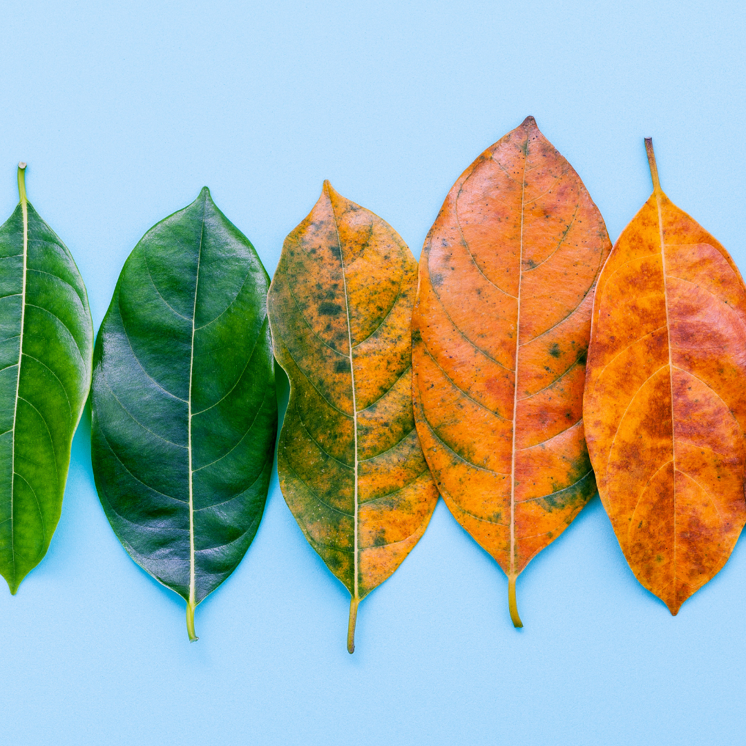 an alignment of leaves going from green to orange