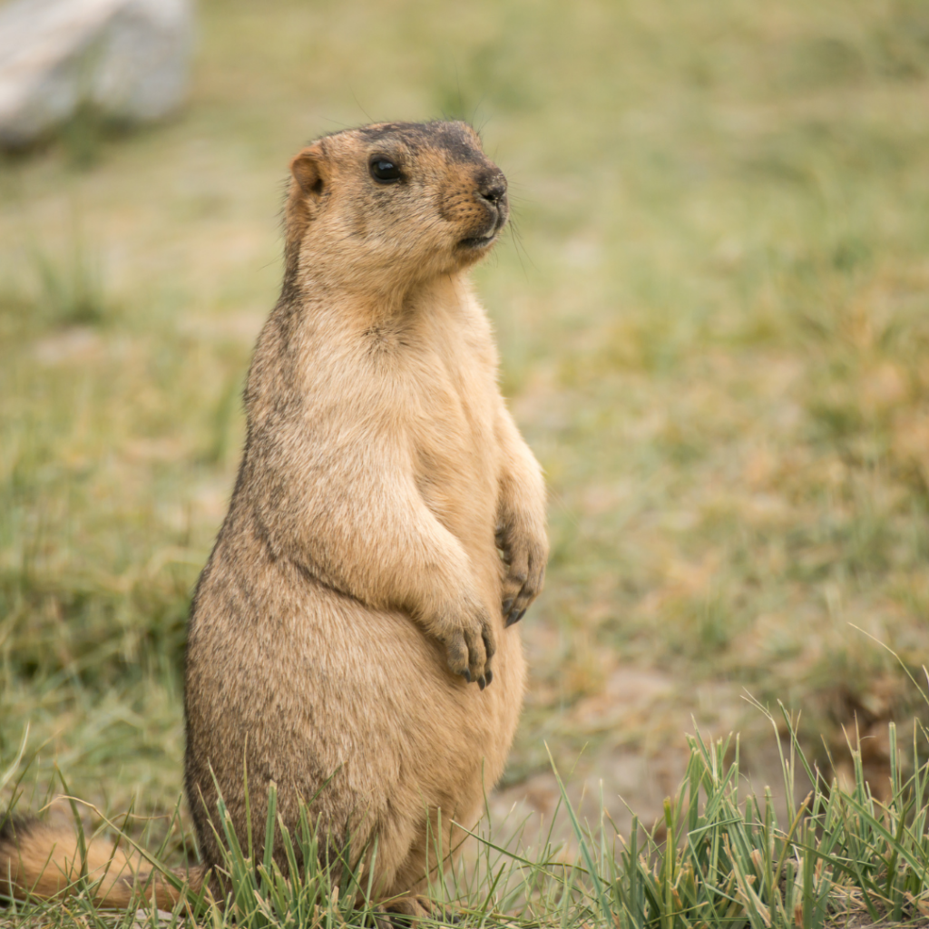 a marmot on its back leg standing in grass