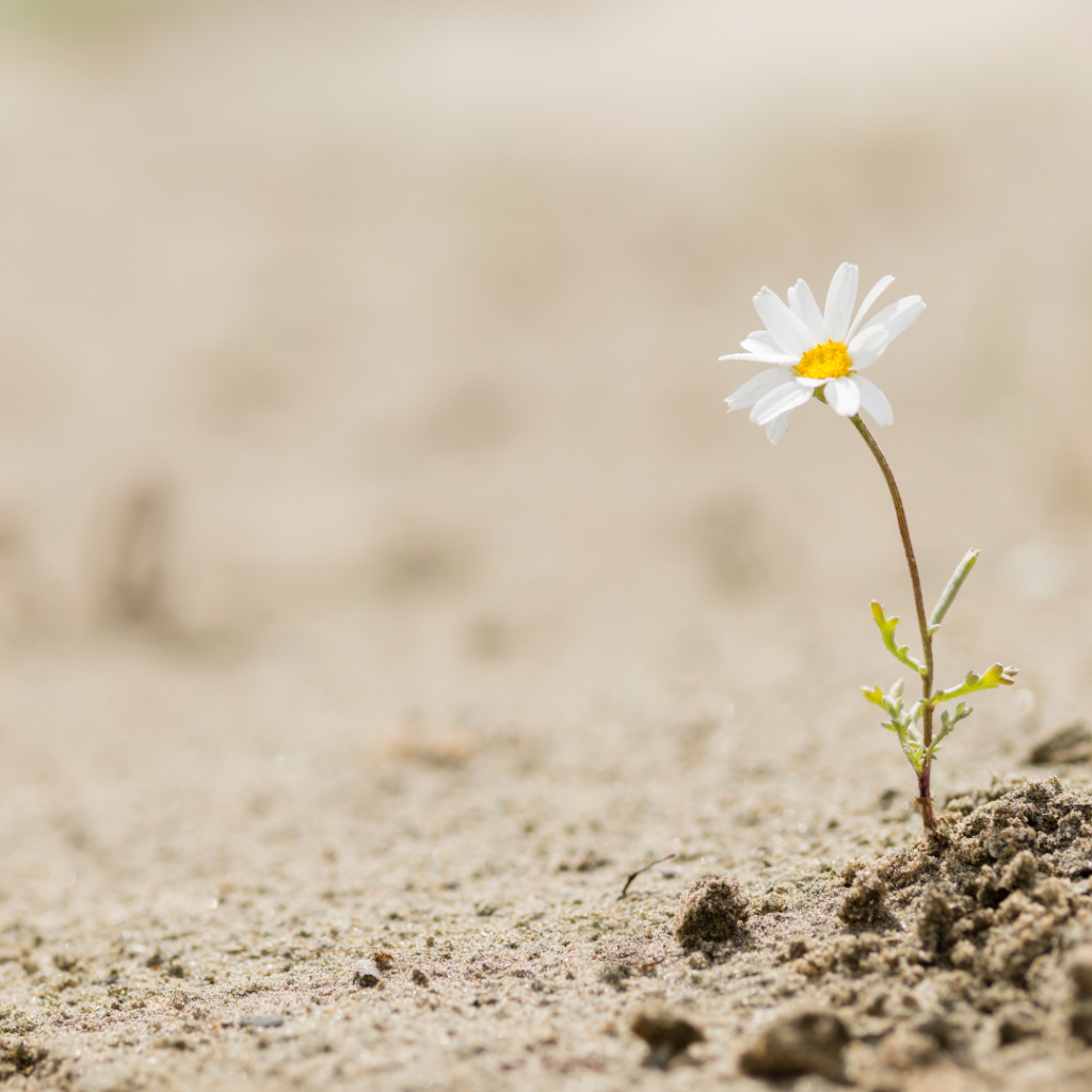 photo of a flower growing out of a dry environment