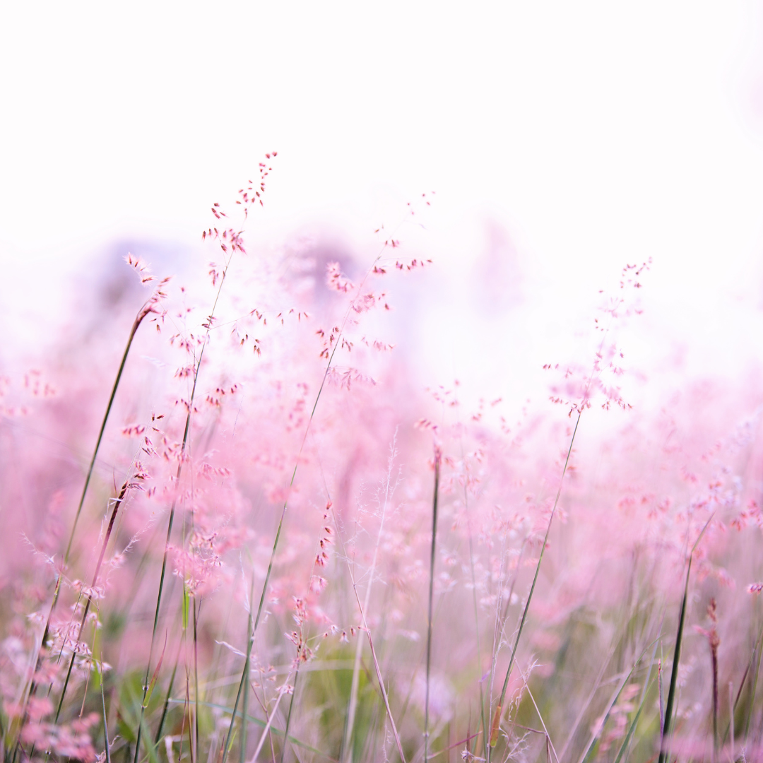 Photo of a pink flower field