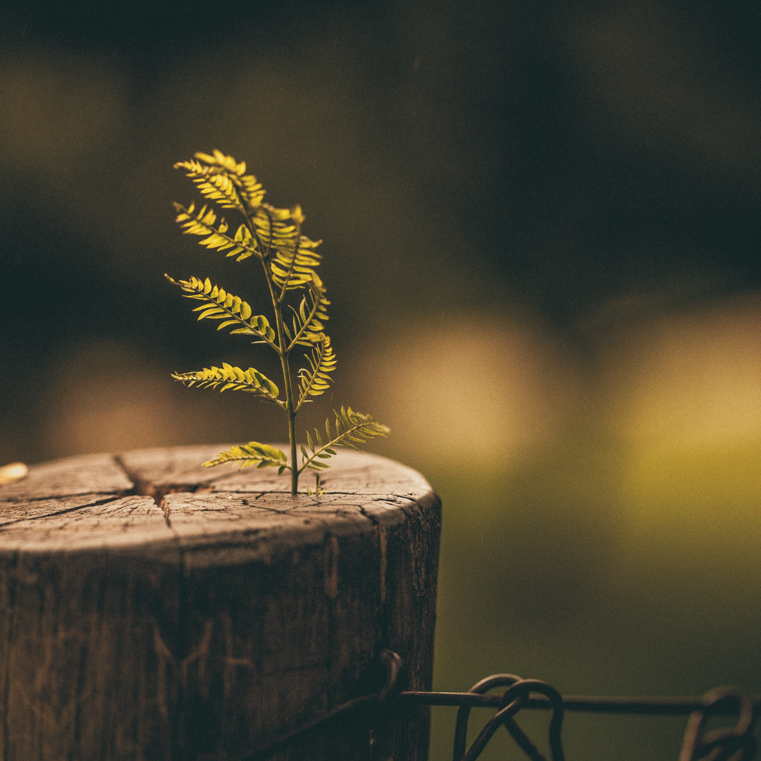 Photo of a green leaf growing out of a trunk